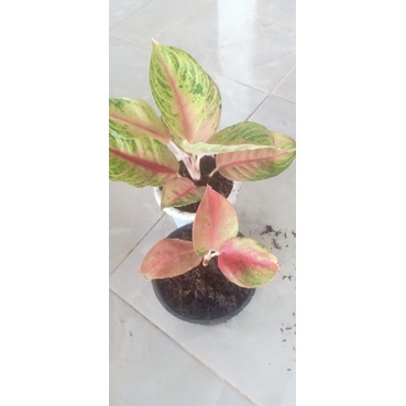 paket munet