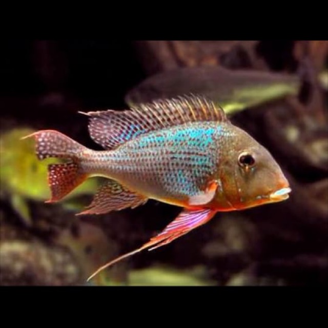 Geophagus Altifrons Eartheater Cichlid Amazon