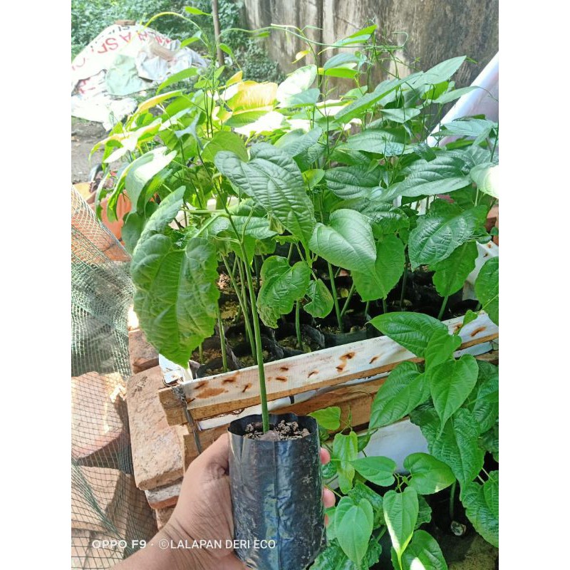 Bibit kacang sacha inchi/ Kacang inka