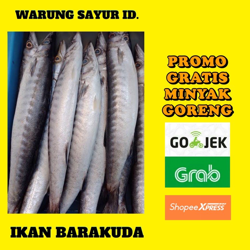 

IKAN BARAKUDA SEGAR/IKAN KACANG KACANG