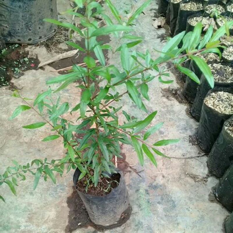 Bibit Delima Merah Pohon Delima Merah