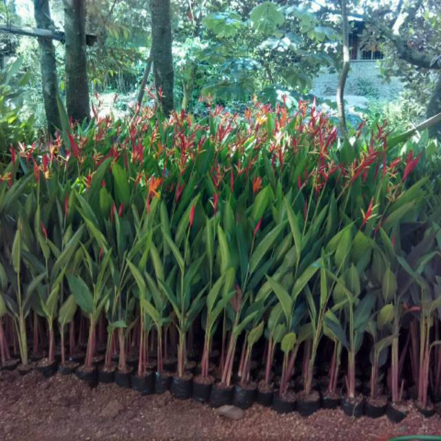 TANAMAN HIAS HELICONIA | TANAMAN HIAS PISANG-PISANGAN