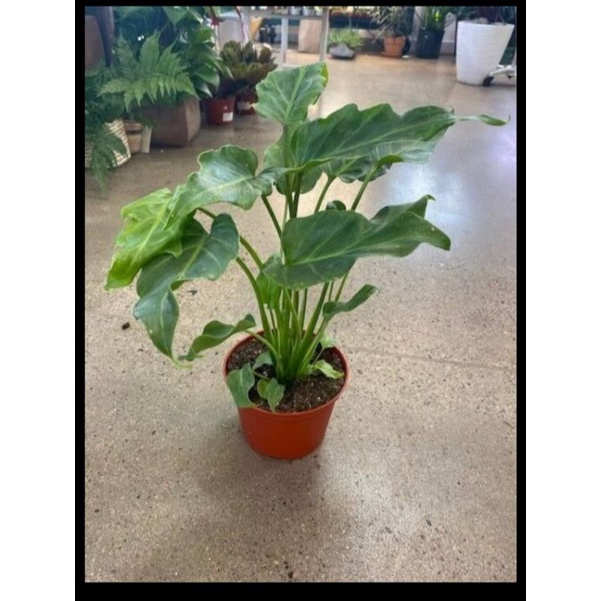 philodendron xanadu