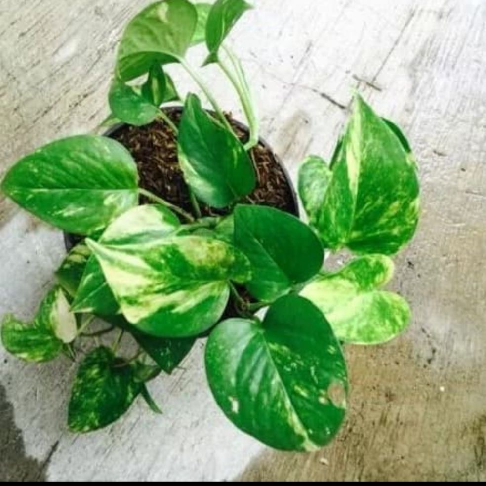 tanaman hias sirih gading sri gading - tanaman sri gading