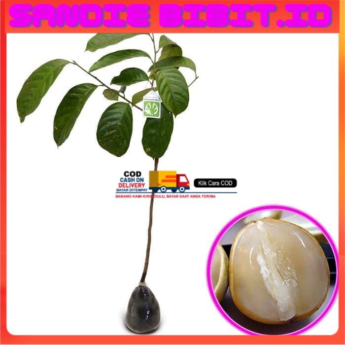 Bibit Buah Duku Palembang