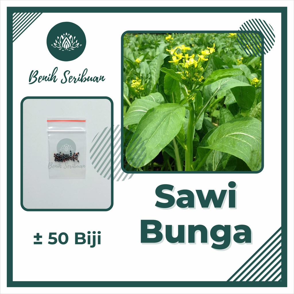 Jual 50 Biji Bibit Sawi Bunga Manis F1 Choy Sum Benih Sayuran Sawi