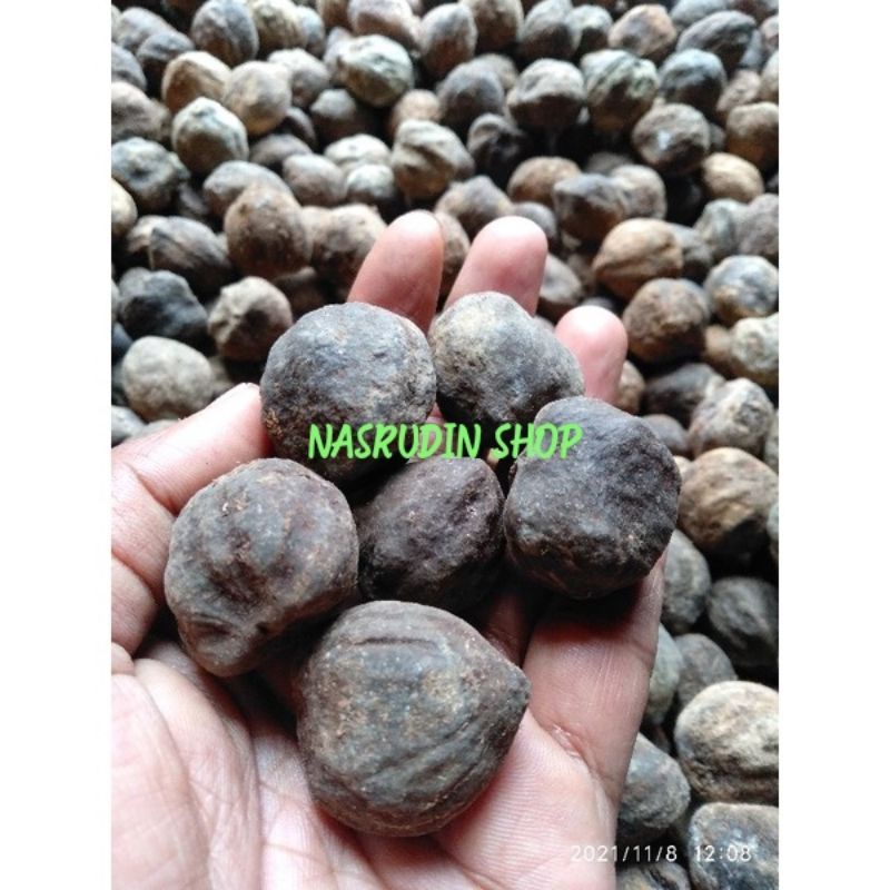 

BIJI KEMIRI / BUAH KEMIRI MUNCANG UTUH DENGAN BATOK BENIH KEMIRI