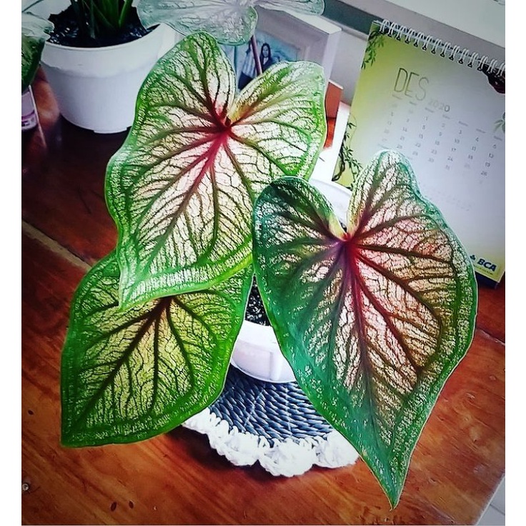 Tanaman Hias Caladium Srikandi / Keladi Srikandi