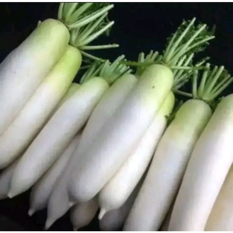 

lobak putih 500gram/sayur segar