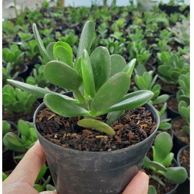 [Mrkaktus] Sukulen Jade Plant
