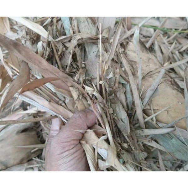 

PROMO!! Daun Bambu untuk media tanam per 250 gram .