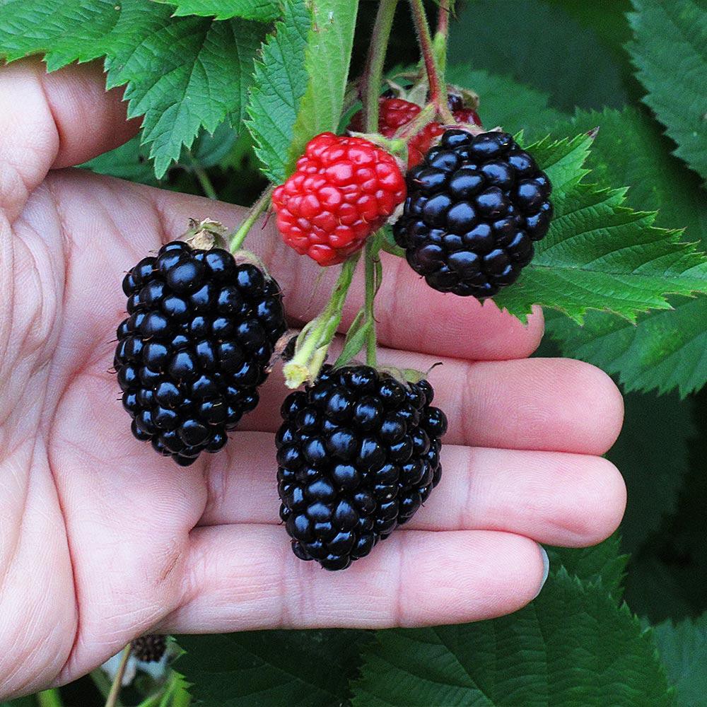 2 Benih Bibit Blackberry Triple Crown Tanaman Buah Blackbery Import Premium Unggul Berkualitas Super