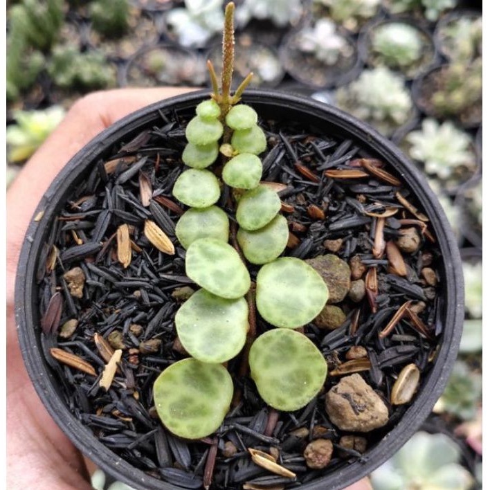 KAKTUS SEKULEN String of turtle