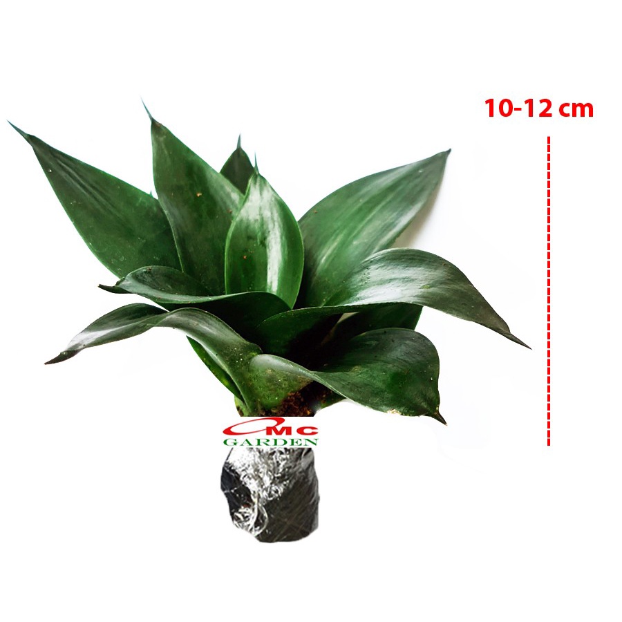 Lidah Mertua Mini Sansevieria Sansivera Pagoda Hahnii Jade Hijau 1012