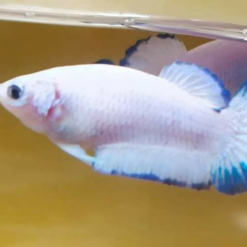 Cupang BlueRim Line Thailand size M murahhh