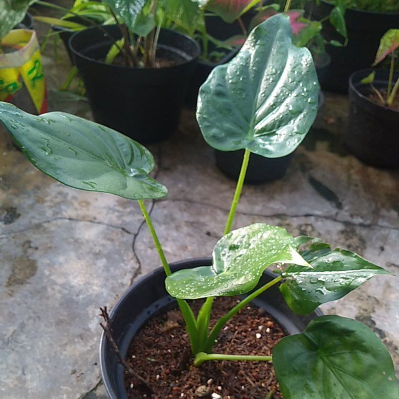 Keladi Green love