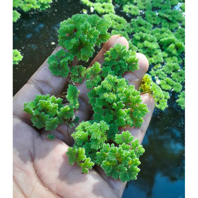 Bibit Azolla 500gram