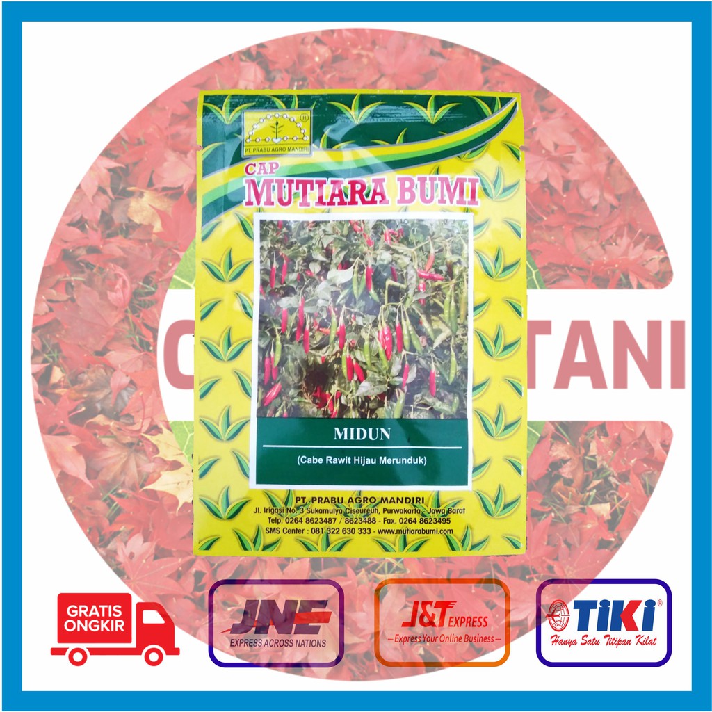 Benih Cabe Rawit Hijau Midun @ 10 gr