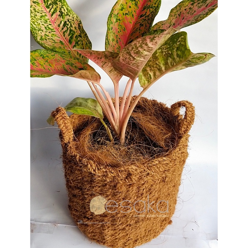 pot sabut kelapa bulat d30 pot sabut kelapa jumbo handle