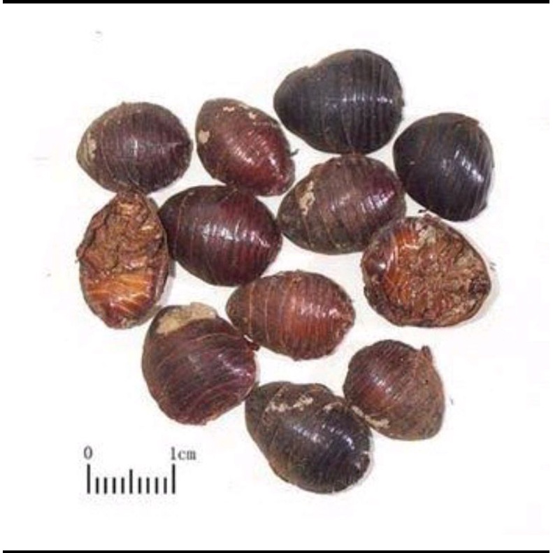 

600 G GR GRAM 土鳖虫 土地鳖虫 TU DI BIE CHONG EUPOLYPHAGA STELEOPHAGA WINGLESS COCKROACH GROUND BEETLE