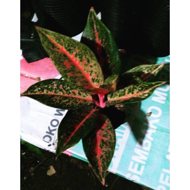 Tanaman aglonema tiara