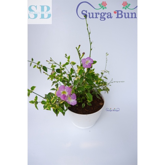 Tanaman Hias Torenia Varigata Bunga Pink