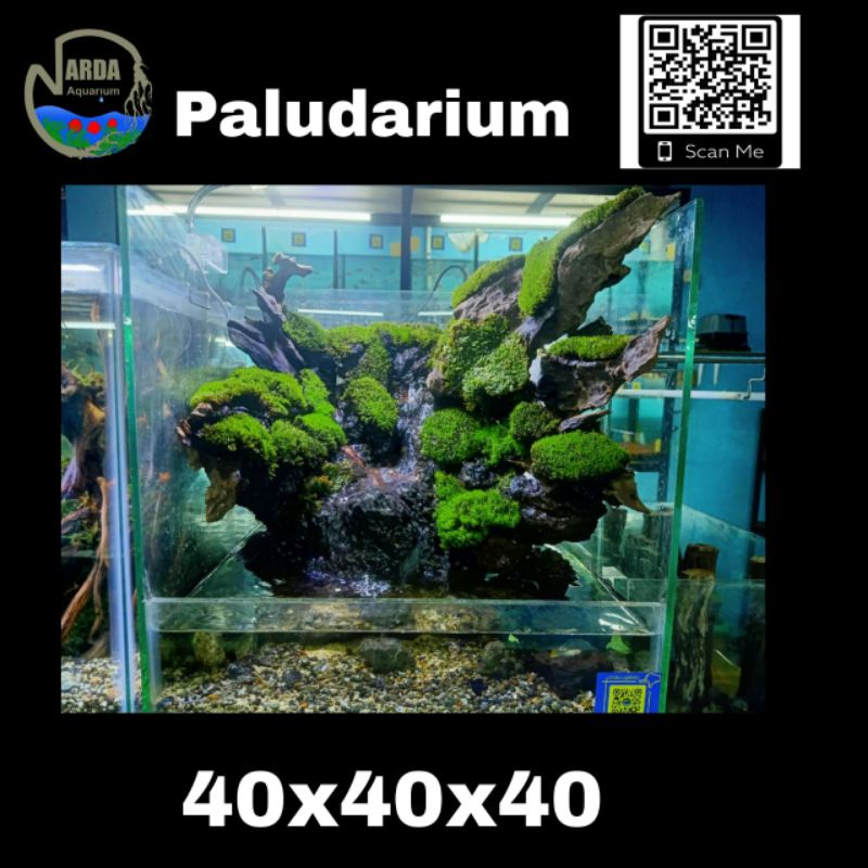 Paludarium Fullset Tinggal pandang Gratis ikan