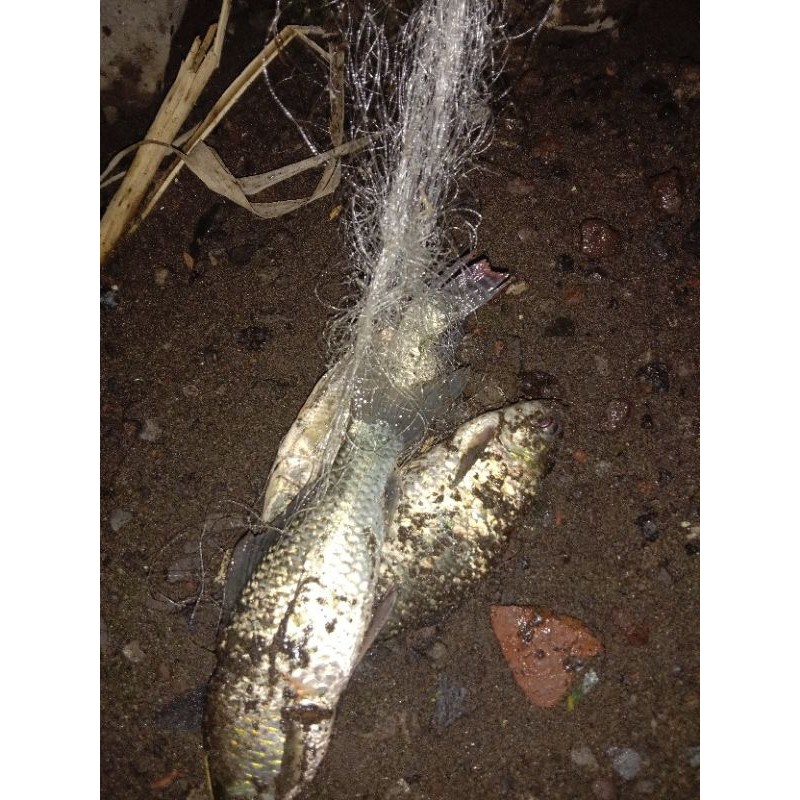 pancing jaring ikan | perangkap ikan | jaring pancing