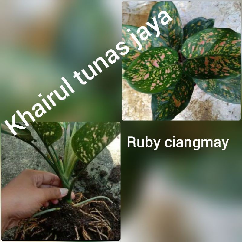 bibit bunga aglonema Ruby ciangmay dewasa