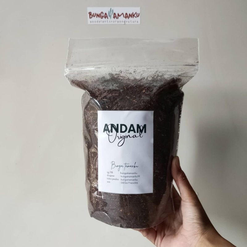 Andam original / andam murni pakis