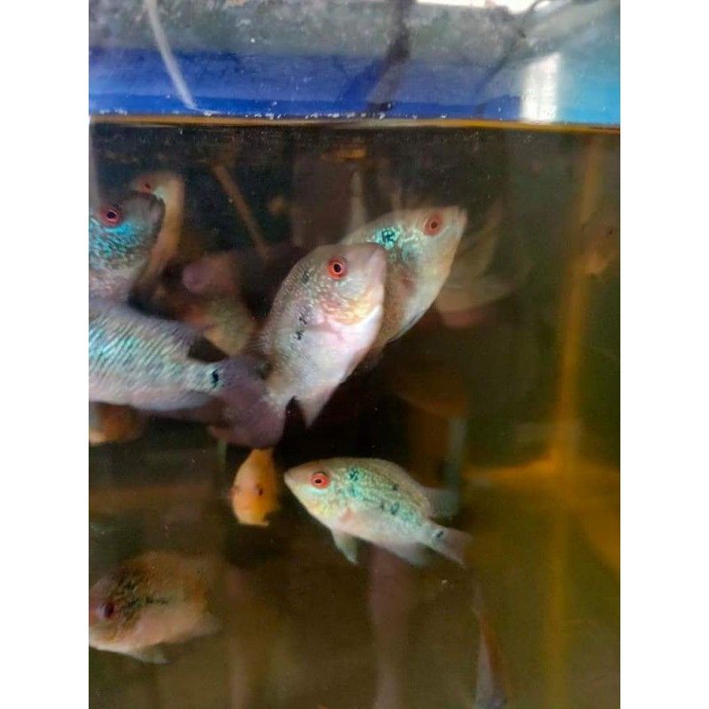 COD) Ikan Louhan/Lohan SRM/SRD ukuran 7-8cm 2 jari BELI 3 GRATIS 1