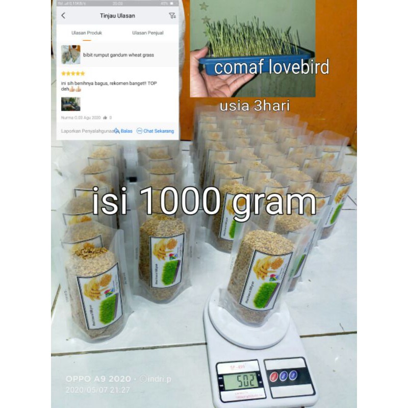 bibit wheat grass rumput gandum rumput kucing