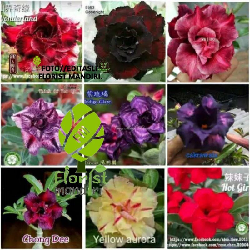 PAKET TANAMAN ADENIUM 9 Adenium_size B BIBIT