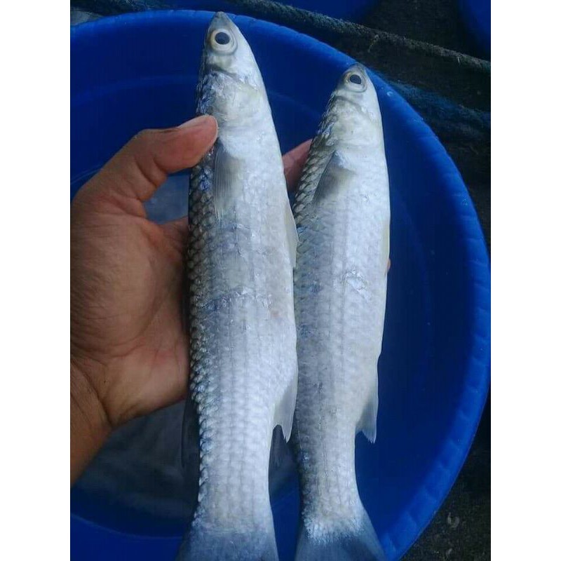 

IKAN BLANAK SEGAR
