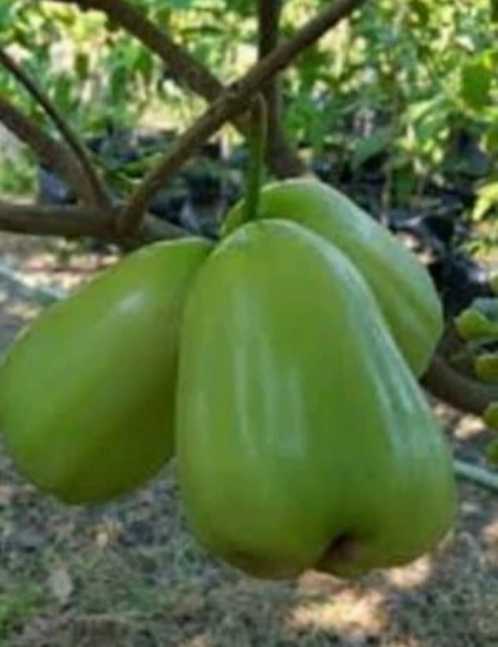 Bibit Buah Tanaman Jambu Air Super Green Biji Kecil