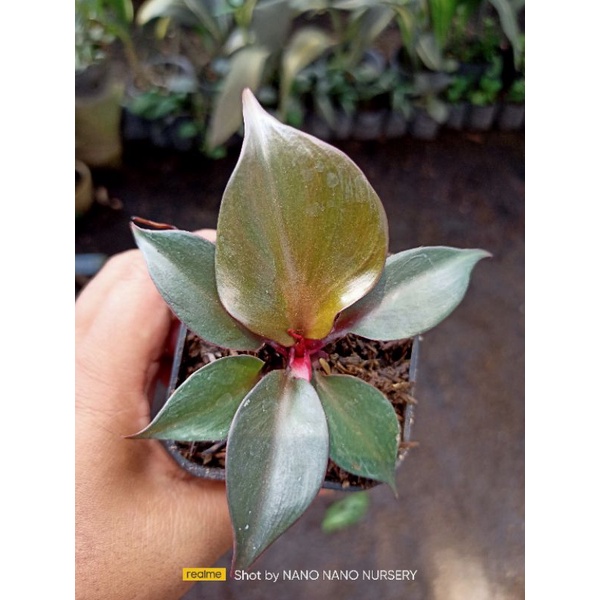 philodendron red heart