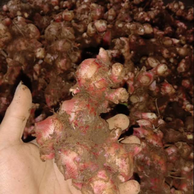 

Jahe merah