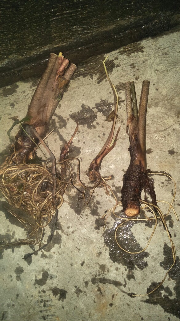 Bonggol Alocasia Zebrina Khas Lampung/longiloba (bonggol Agak Besar)
