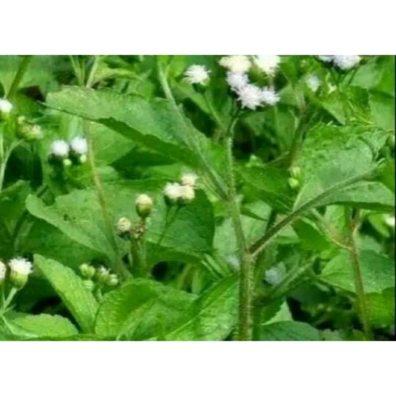

daun babadotan/bandotan segar 200g