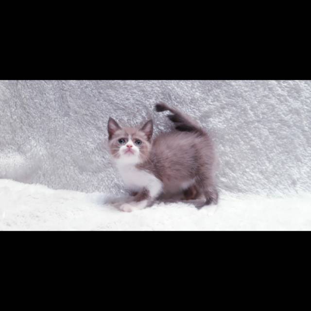 Figure ragdoll guanteung bicolor