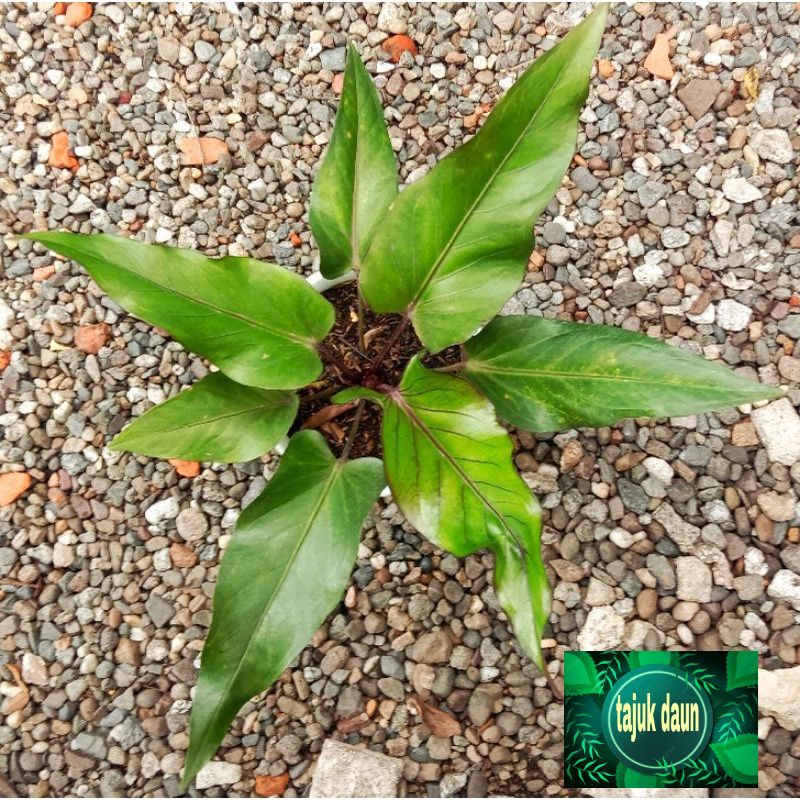 Tanaman hias anturium black beauty - anturium black beauty