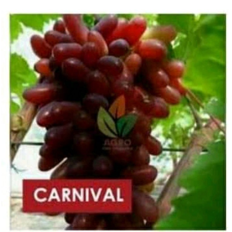 Bibit anggur import carnival