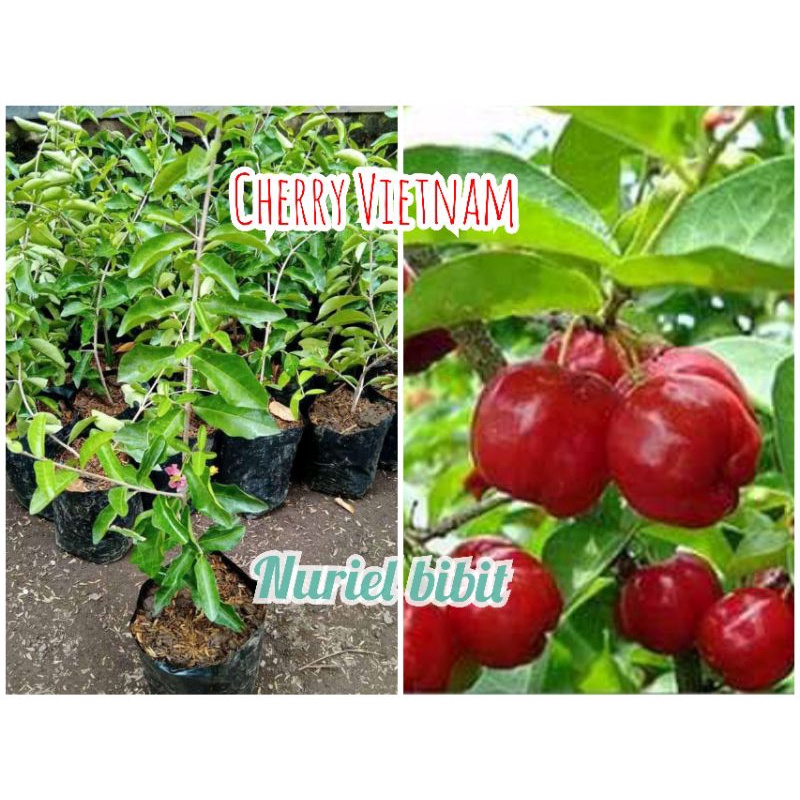 bibit chery/Cherry vietnam/cery/ceri/benih pohon tanaman buah