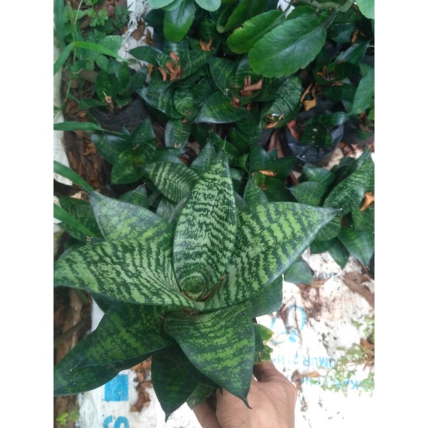 sanshivera katak - tanaman hias sansivera katak