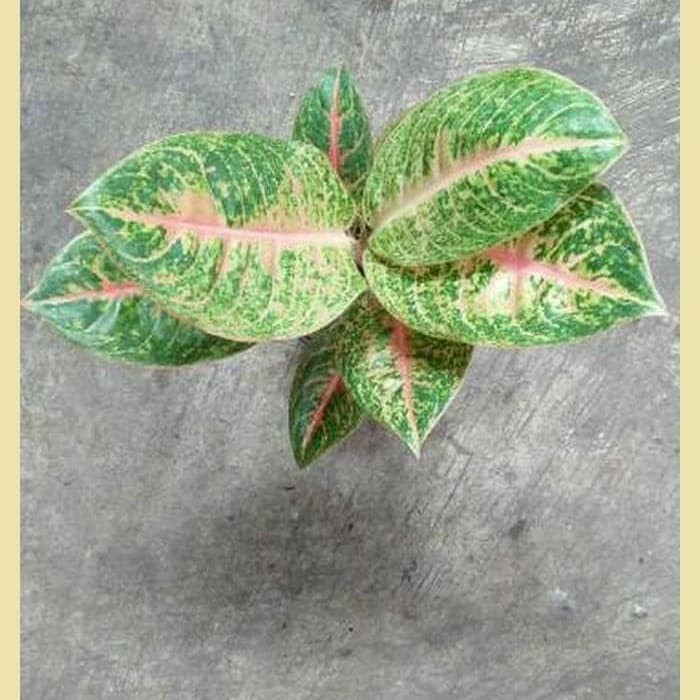 tanaman hias aglonema Harley Quinn - aglonema HarleyQuinn