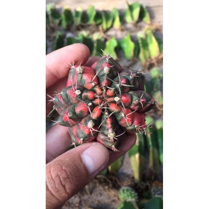 Kaktus gymno taiwan clone big size selected perform