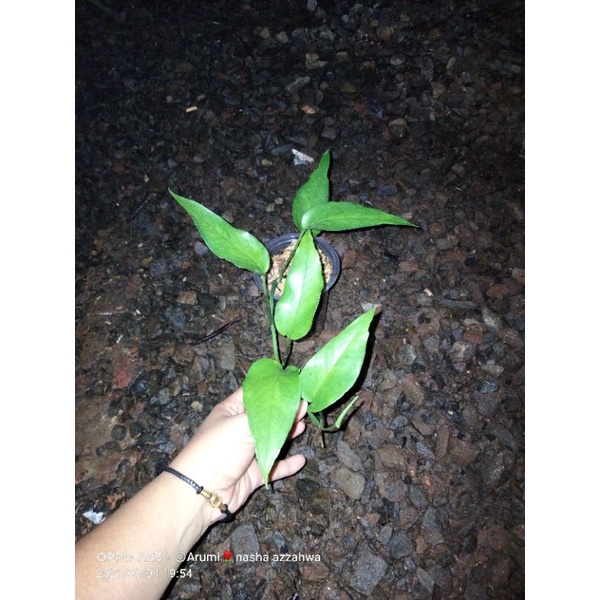 philodendron skeleton key