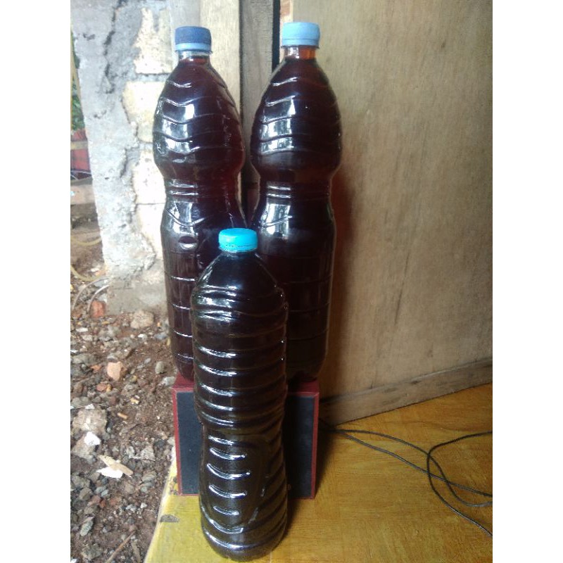 

ketapang olahan