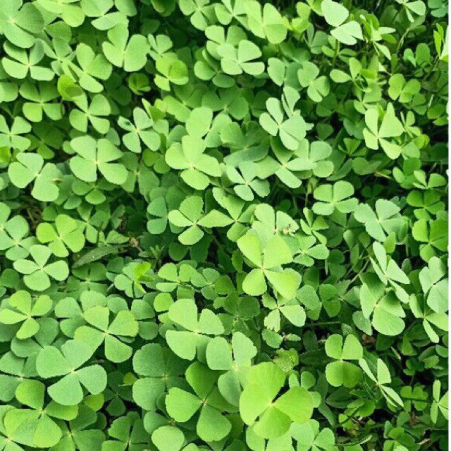 

daun semanggi segar 500 gr