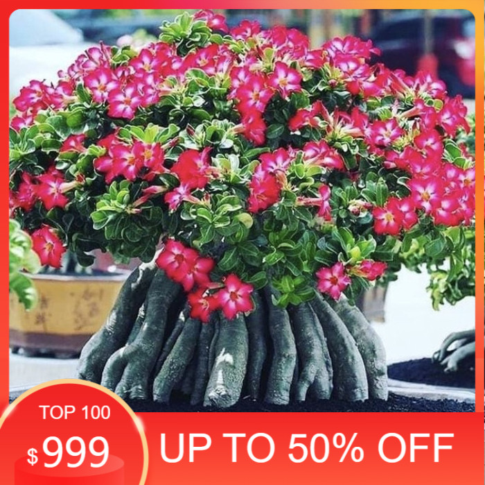 Tanaman hias adenium kamboja jepang cabang seribu ( bonggol besar )